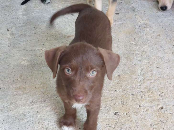 Disponible à l'adoption : chiots femelles de 3 mois