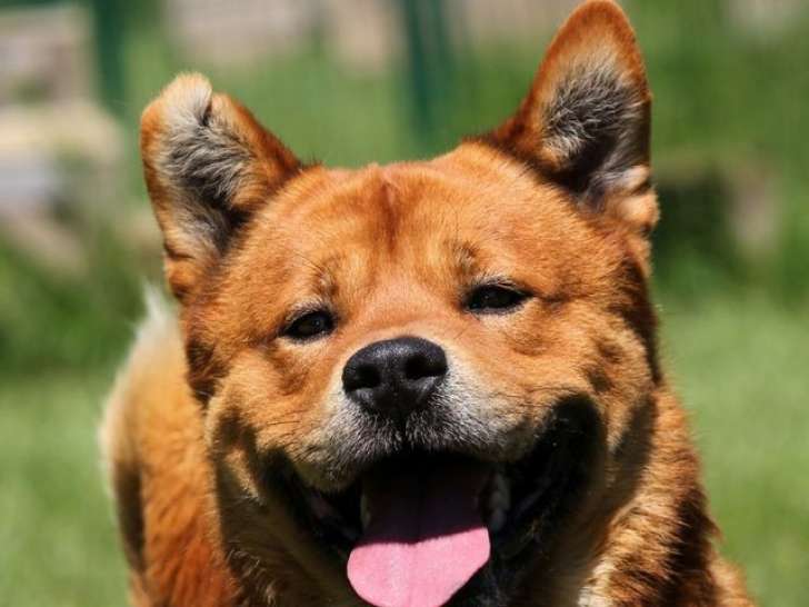Prêt pour l’adoption : chien mâle de 2 ans