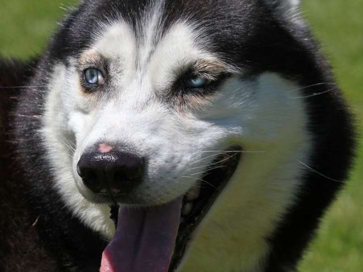 En attente d'un foyer : chien de 7 ans