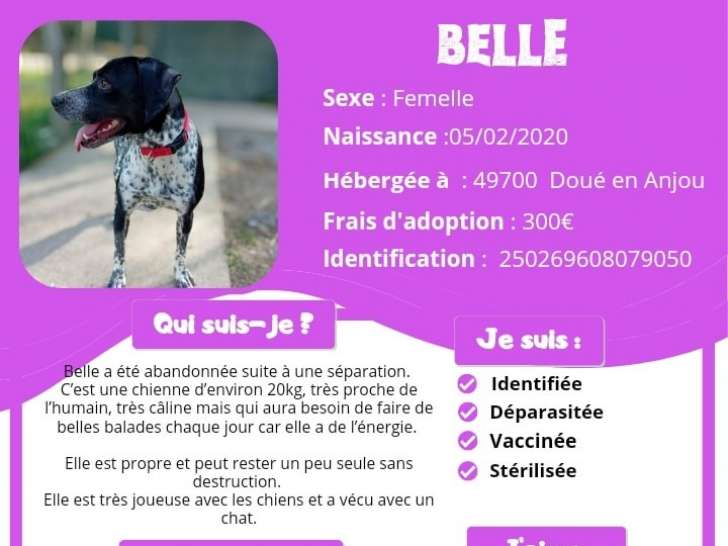 À la recherche d'un foyer : chienne noir et blanc
