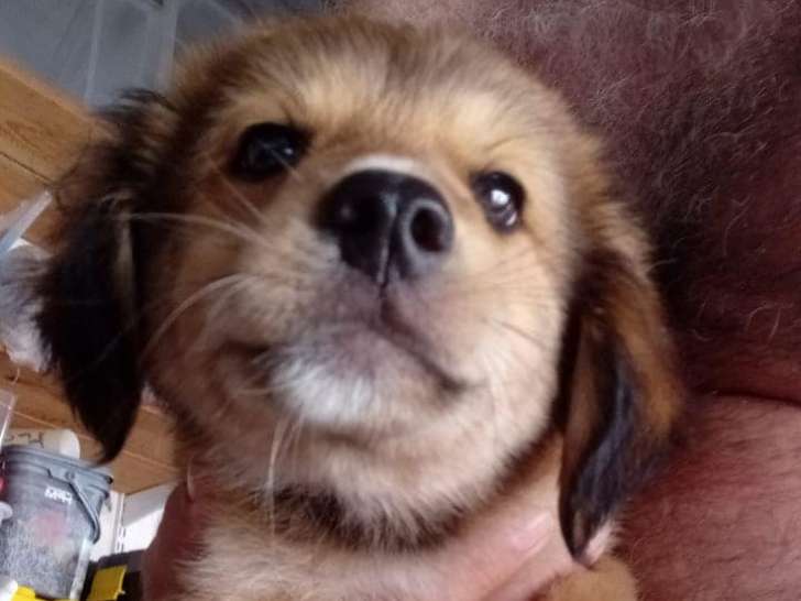 Chiots mâles de 3 mois en attente d’une famille