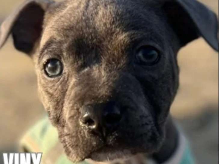 Chiot mâle Staffordshire Bull Terrier à la recherche d'une famille aimante