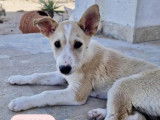 Adoption disponible : 3 chiots femelles beiges