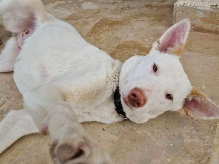 À adopter, chienne blanche