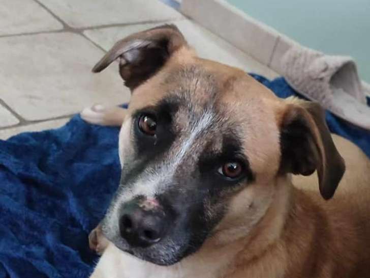 Disponible à l'adoption, chien beige