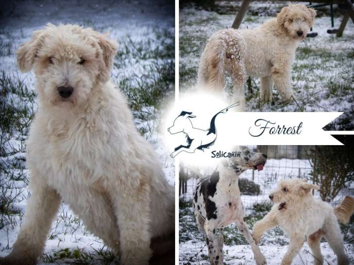 À accueillir, chien de 2 ans