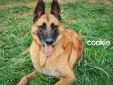 Chien Berger Belge Malinois disponible à l’adoption