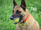 À la recherche d’une famille, chien Berger Belge Malinois