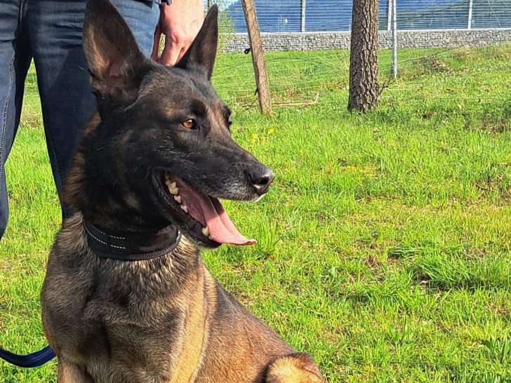 Disponible à l’adoption : chien Berger Belge Malinois de 4 ans