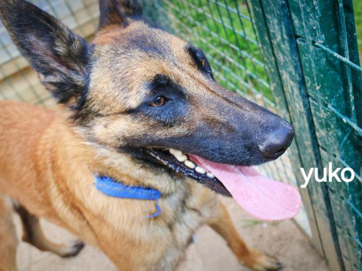 En attente d’un foyer : chien Berger Malinois