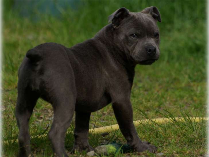 Femelle Staffordshire Bull Terrier bleue à vendre