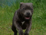 Femelle Staffordshire Bull Terrier bleue à vendre