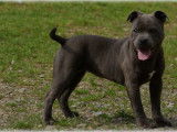 Femelle Staffordshire Bull Terrier bleue à vendre