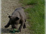 Femelle Staffordshire Bull Terrier bleue à vendre