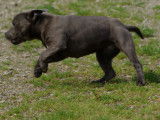Femelle Staffordshire Bull Terrier bleue à vendre