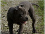 Femelle Staffordshire Bull Terrier bleue à vendre
