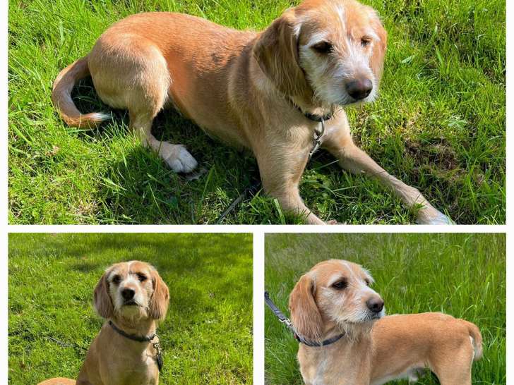 À la recherche d’une famille : chien Basset fauve de Bretagne de 2 ans