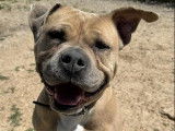 En attente d’un foyer, chienne American Staffordshire Terrier de 6 ans