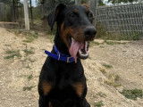 À adopter : chiot Dobermann mâle