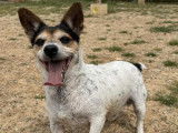 À accueillir : chien Jack Russel Terrier