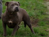 Chiennes Staffordshire Bull Terrier &agrave; donner