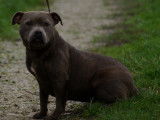 Chiennes Staffordshire Bull Terrier &agrave; donner