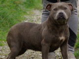 Chiennes Staffordshire Bull Terrier &agrave; donner
