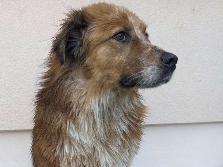 Disponible à l’adoption, chien âgé de 4 ans