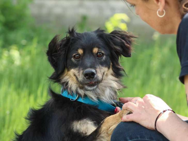 Prêt pour l’adoption, chien d’un an