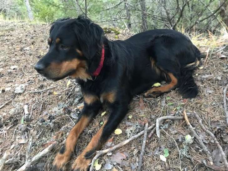 En attente d’un foyer, chienne noire et feu