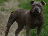 Jeunes femelles Staffordshire Bull Terrier bleues à vendre