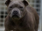 Jeunes femelles Staffordshire Bull Terrier bleues à vendre