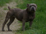 Jeunes femelles Staffordshire Bull Terrier bleues à vendre