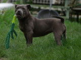 Jeunes femelles Staffordshire Bull Terrier bleues à vendre