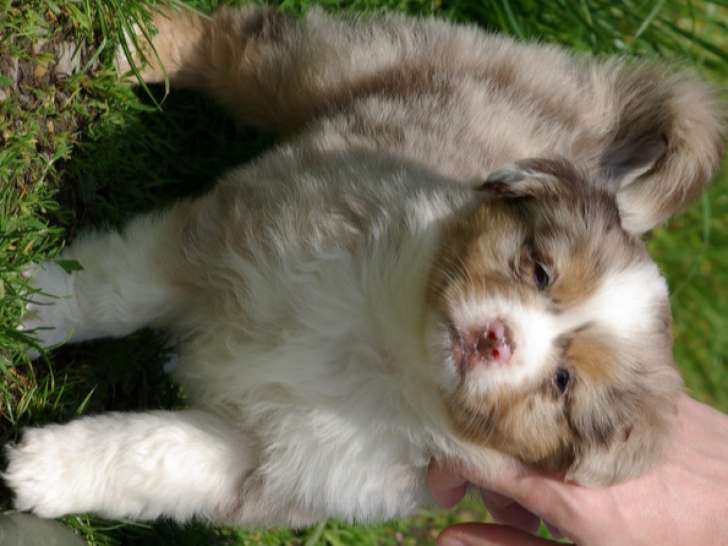 Chiots Berger Australien Miniature à vendre