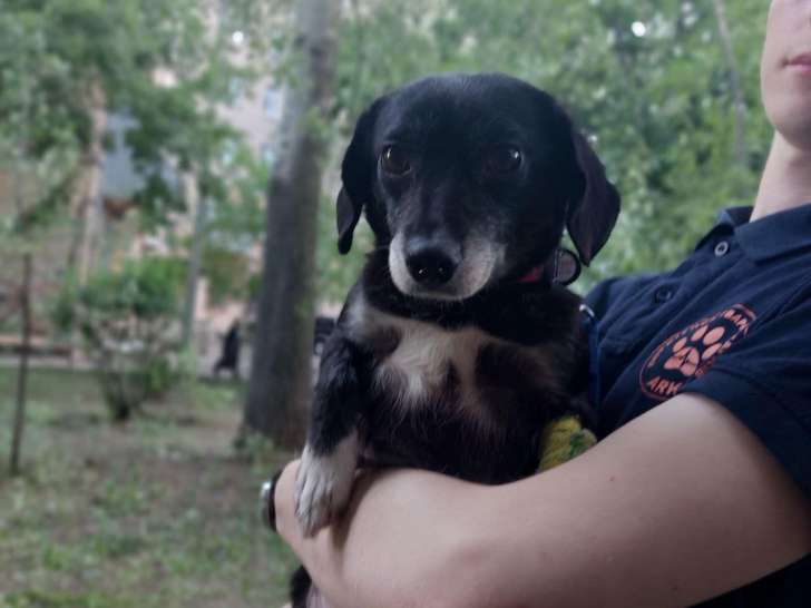Chienne âgée de 4 ans en attente d’une famille