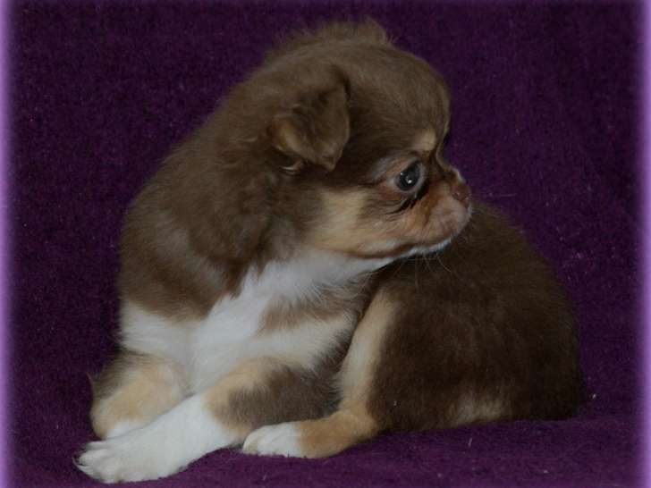 Chiots Chihuahua à poil long à vendre