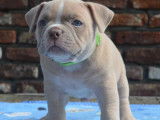 Chiots de race American Bully à vendre (4 mâles)