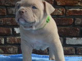 Chiots de race American Bully à vendre (4 mâles)