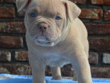 Chiots de race American Bully à vendre (4 mâles)