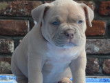 Chiots de race American Bully à vendre (4 mâles)