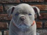 Chiots de race American Bully à vendre (4 mâles)
