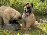 Chiot Tervueren femelle fauve LOF à vendre
