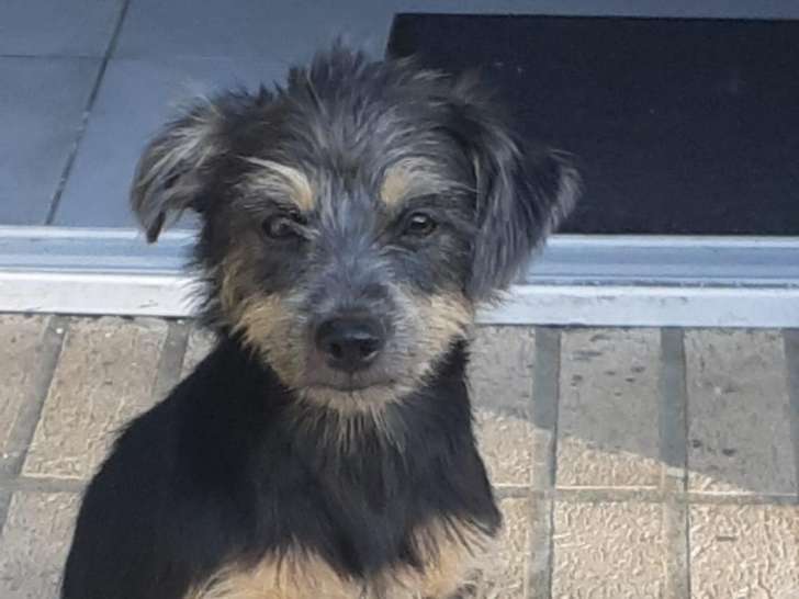 Chiot femelle à adopter