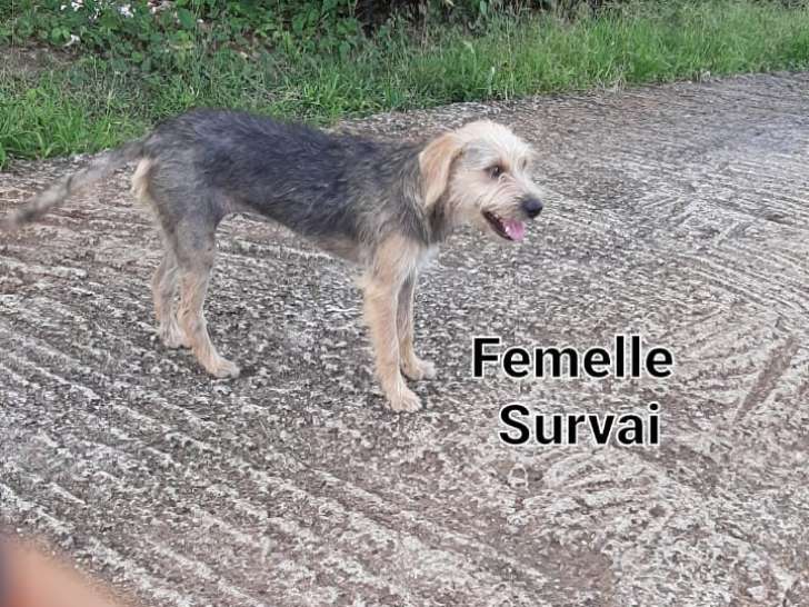 Chiot femelle de 8 mois disponible à l’adoption