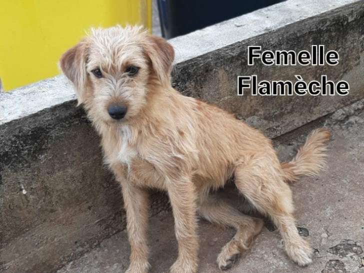 Chiot femelle à donner