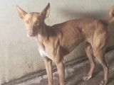 Prête pour l’adoption : chienne Podenco de 2 ans