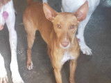 Prête pour l’adoption : chienne Podenco de 2 ans