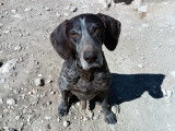 Disponible à l'adoption : chien Braque Allemand de 8 ans
