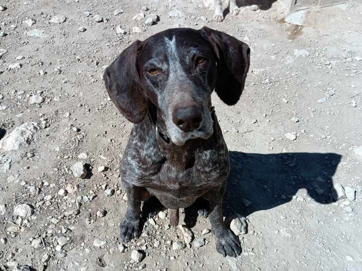 Disponible à l'adoption : chien Braque Allemand de 8 ans